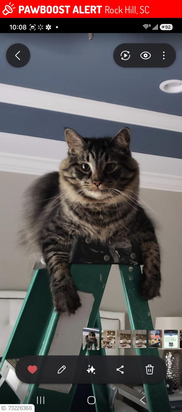 Lost Male Cat last seen India Hook Rd., Rock Hill, SC 29732