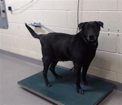 Shelter Stray Male Dog last seen Near BLOCK W BAYAUD AVE, DENVER CO 80223, 1241 W Bayaud Ave, Denver, CO 80223, USA