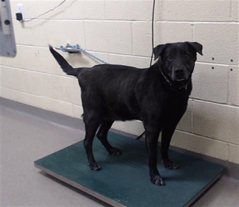 Shelter Stray Male Dog last seen Near BLOCK W BAYAUD AVE, DENVER CO 80223, 1241 W Bayaud Ave, Denver, CO 80223, USA