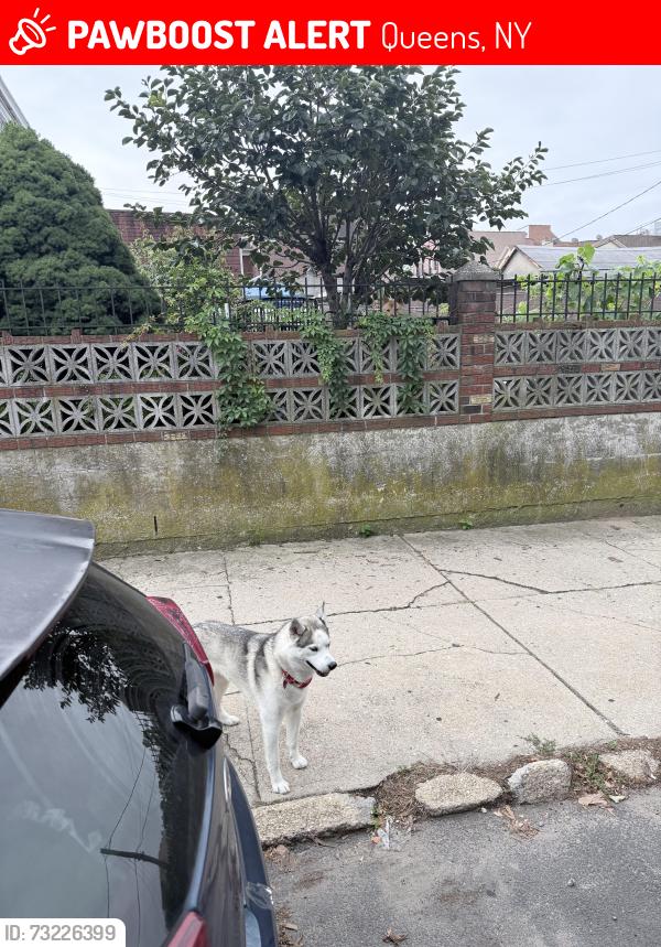Lost Unknown Dog last seen Near 61st st Maspeth ny 11378, Queens, NY 11378