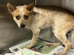 Shelter Stray Male Dog last seen , 1850 W 60th St, Los Angeles, CA 90047, USA