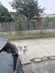 Lost Unknown Dog last seen Near 61st st Maspeth ny 11378, Queens, NY 11378