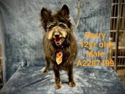 Shelter Stray Male Dog last seen , West Valley Animal Shelter, 20655 Plummer St, Chatsworth, CA 91311, USA