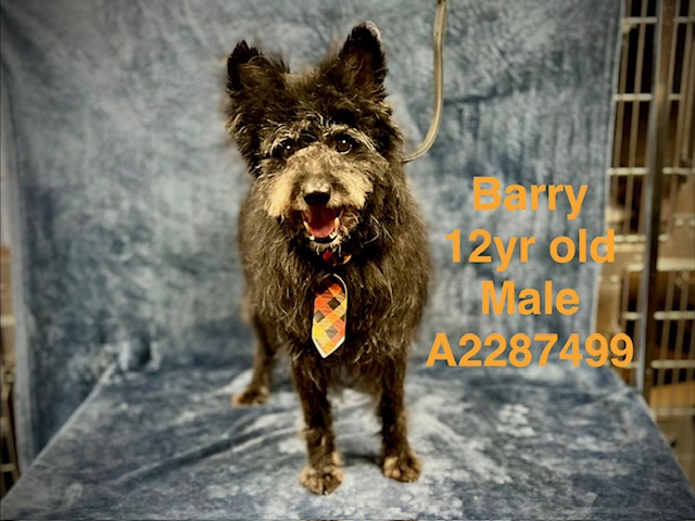 Shelter Stray Male Dog last seen , West Valley Animal Shelter, 20655 Plummer St, Chatsworth, CA 91311, USA