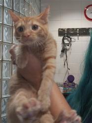 Shelter Stray Male Cat last seen RIME VILLAGE APARTMENTS, 4950 SW Triana Blvd, Huntsville, AL 35805, USA