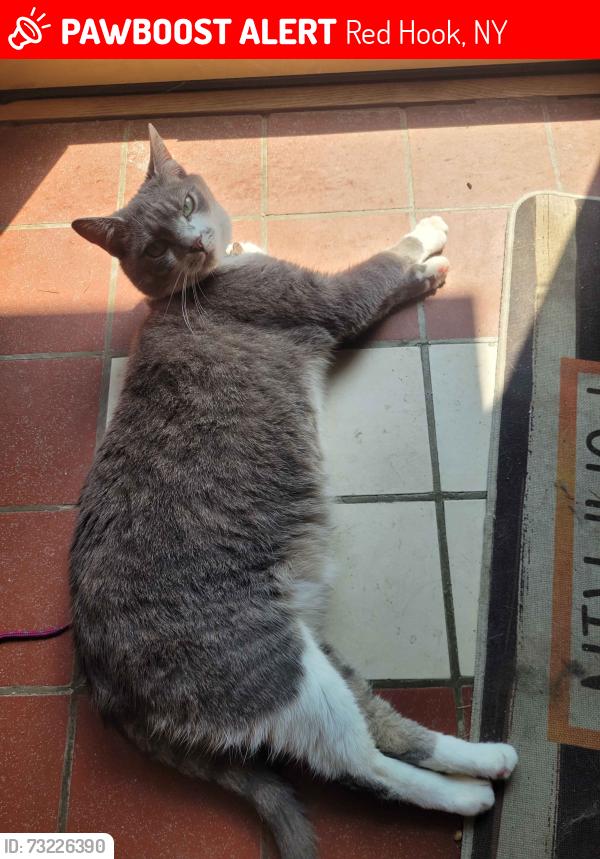 Lost Female Cat last seen Poets Walk Park, Red Hook, NY 12571