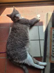 Lost Female Cat last seen Poets Walk Park, Red Hook, NY 12571