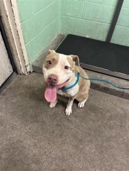 Shelter Stray Female Dog last seen CAPITOL AVE & 27TH ST, 2127 Front St, Sacramento, CA 95818, USA