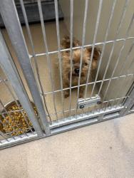 Shelter Stray Male Dog last seen W NICHOLS AVE/ 20TH AVE, 95820, 3839 Bradshaw Rd, Sacramento, CA 95827, USA
