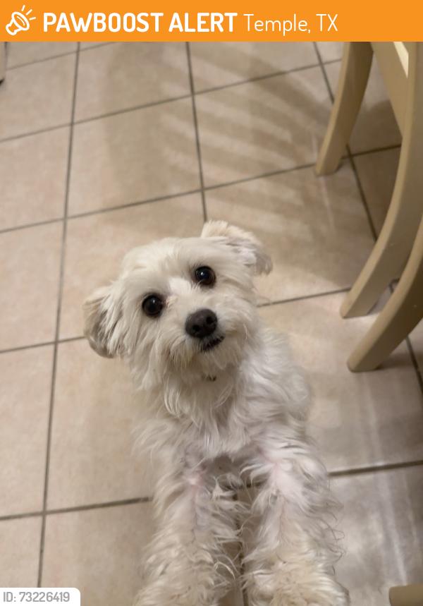 Found/Stray Male Dog last seen Saulsbury drive, Temple, TX 76504