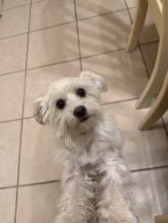 Found/Stray Male Dog last seen Saulsbury drive, Temple, TX 76504