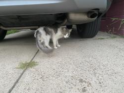 Lost Unknown Cat last seen Broad St and Poplar St, Schenectady, NY 12306