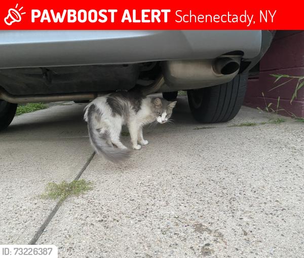 Lost Unknown Cat last seen Broad St and Poplar St, Schenectady, NY 12306