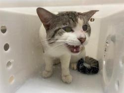 Shelter Stray Male Cat last seen Near BLOCK W JUNEAU AVE, 3839 W Burnham St, West Milwaukee, WI 53215, USA