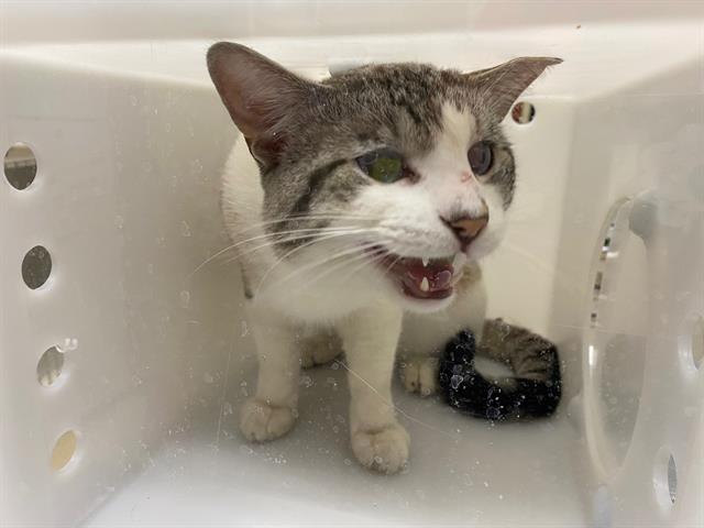 Shelter Stray Male Cat last seen Near BLOCK W JUNEAU AVE, 3839 W Burnham St, West Milwaukee, WI 53215, USA