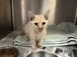 Shelter Stray Male Cat last seen , 3201 Lacy St, Los Angeles, CA 90031, USA