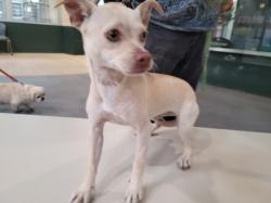 Shelter Stray Female Dog last seen , 3201 Lacy St, Los Angeles, CA 90031, USA
