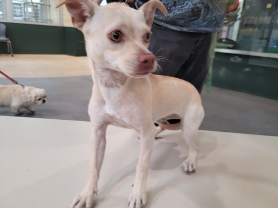 Shelter Stray Female Dog last seen , 3201 Lacy St, Los Angeles, CA 90031, USA