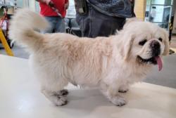 Shelter Stray Male Dog last seen , 3201 Lacy St, Los Angeles, CA 90031, USA