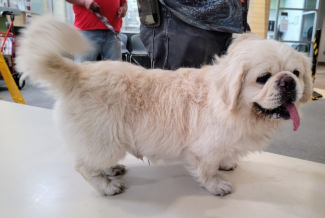 Shelter Stray Male Dog last seen , 3201 Lacy St, Los Angeles, CA 90031, USA