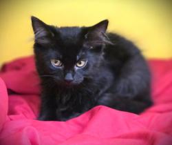 Shelter Stray Female Cat last seen , 3201 Lacy St, Los Angeles, CA 90031, USA