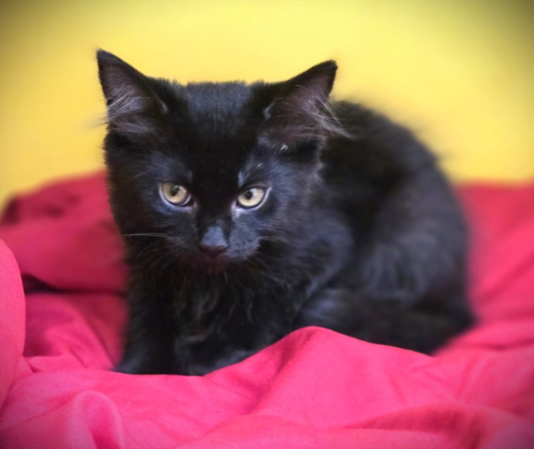 Shelter Stray Female Cat last seen , 3201 Lacy St, Los Angeles, CA 90031, USA