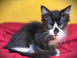 Shelter Stray Male Cat last seen , 3201 Lacy St, Los Angeles, CA 90031, USA