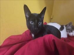 Shelter Stray Female Cat last seen , 3201 Lacy St, Los Angeles, CA 90031, USA