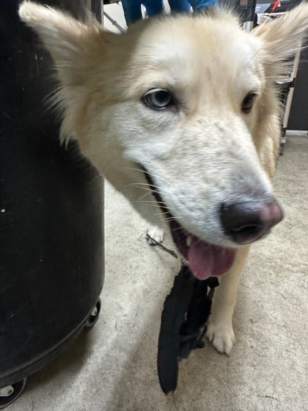 Shelter Stray Female Dog last seen , 3201 Lacy St, Los Angeles, CA 90031, USA