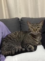 Lost Male Cat last seen Goonawarra Golf Club, Sunbury Road, 7/11 Melbourne-Lancefield Road, Sunbury, VIC 3429