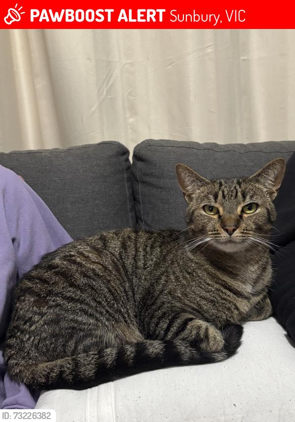 Lost Male Cat last seen Goonawarra Golf Club, Sunbury Road, 7/11 Melbourne-Lancefield Road, Sunbury, VIC 3429
