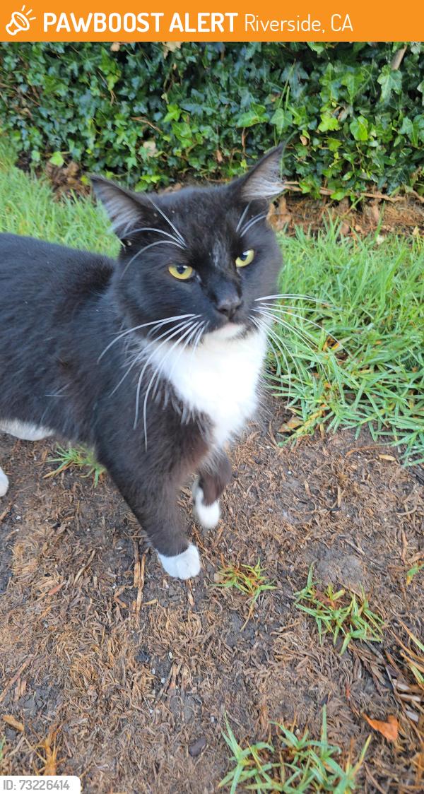 Found/Stray Male Cat last seen Near, Riverside, CA 92504