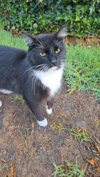 Found/Stray Male Cat last seen Near, Riverside, CA 92504