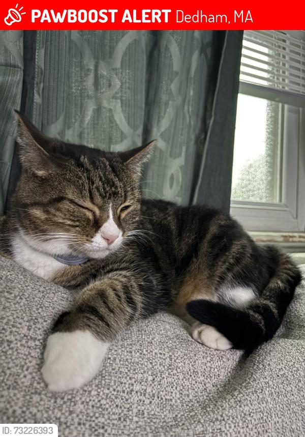 Lost Female Cat last seen East Dedham, Dedham, MA 02026