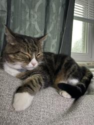 Lost Female Cat last seen East Dedham, Dedham, MA 02026