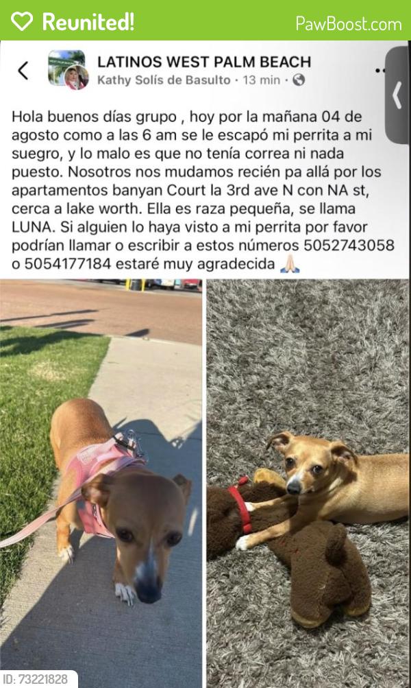 Reunited Female Dog last seen Near 3rd Ave N, Lake Worth Beach, FL 33460, Lake Worth Beach, FL 33460