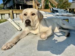 Lost Male Dog last seen Corner of County Road 316 & 318, Brazoria County, TX 77422