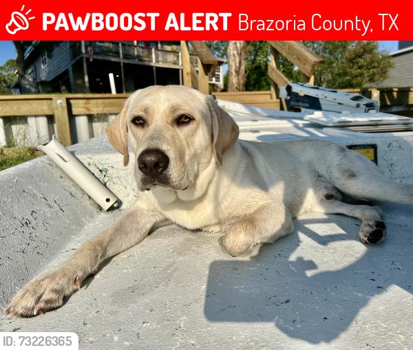Lost Male Dog last seen Corner of County Road 316 & 318, Brazoria County, TX 77422