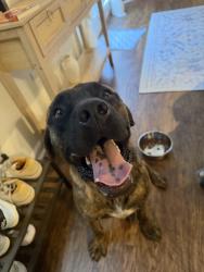 Found/Stray Male Dog last seen Heading towards Hardin Valley, Cedar Bluff, TN 37932