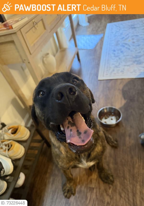 Found/Stray Male Dog last seen Heading towards Hardin Valley, Cedar Bluff, TN 37932