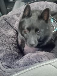 Reunited Female Dog last seen Decatur Boulevard, Las Vegas, NV 89130