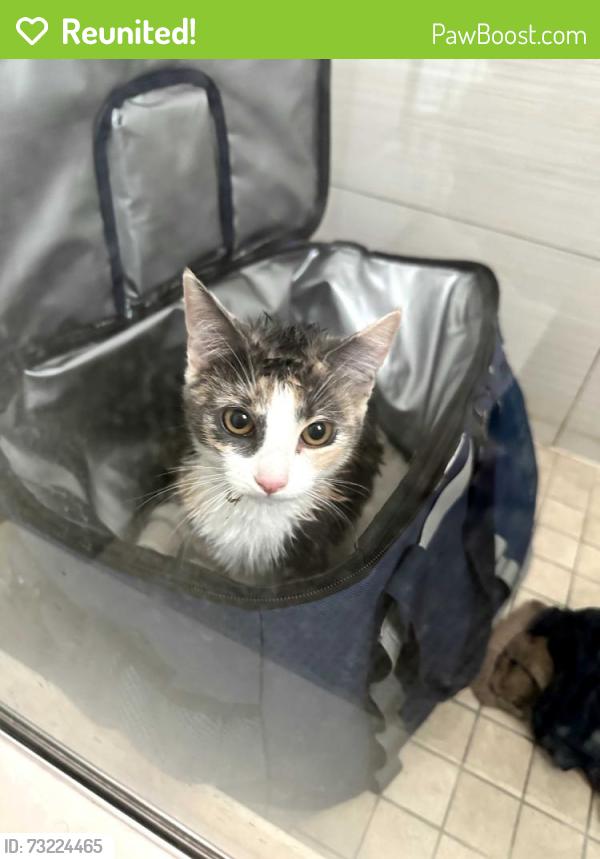 Reunited Female Cat last seen Homestretch & Shifting Winds, Las Vegas, NV 89117