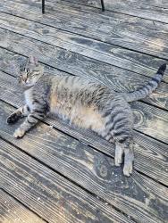 Lost Male Cat last seen Near Little General store, Columbia, MO 65201