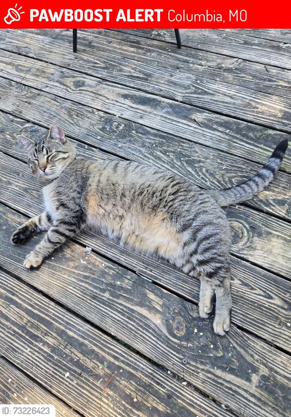 Lost Male Cat last seen Near Little General store, Columbia, MO 65201