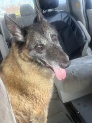 Found/Stray Female Dog last seen Next to turnpike and 112 Avenue, Homestead, FL 33030
