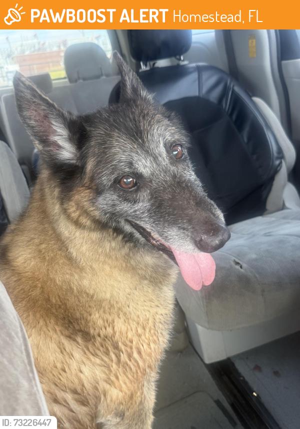 Found/Stray Female Dog last seen Next to turnpike and 112 Avenue, Homestead, FL 33030