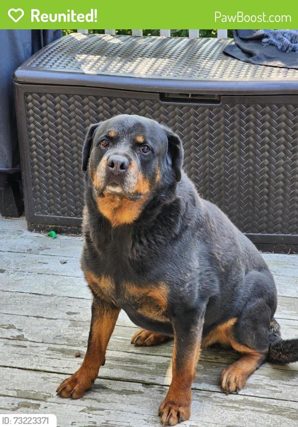 Reunited Male Dog last seen rob roy, Tobyhanna, PA 18466