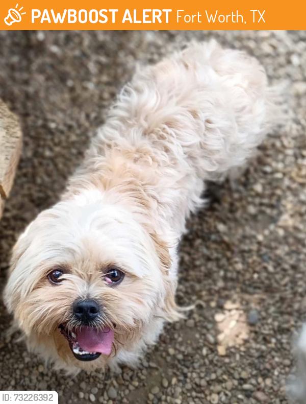 Found/Stray Male Dog last seen Randol Mill Rd. and John T. White, Fort Worth, TX 75062