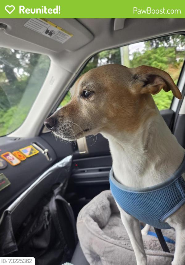 Reunited Male Dog last seen 6th Ave and cedar st, Tacoma, WA 98405