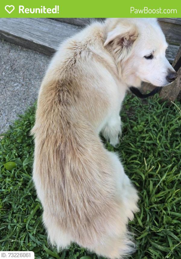 Reunited Female Dog last seen Highlands hosp, Connellsville, PA 15425